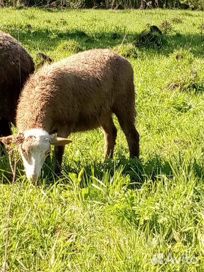 Продам овец