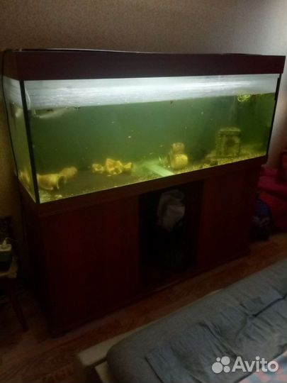 Аквариум с тумбой 400 литров. Компрессор+рыбки
