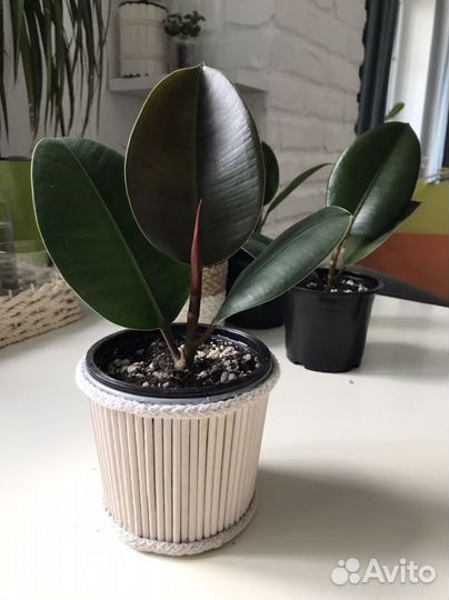 Фикус эластика Робуста