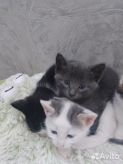 Кошка в дар бесплатно