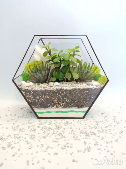 Флорариум. Суккуленты. Ижевск