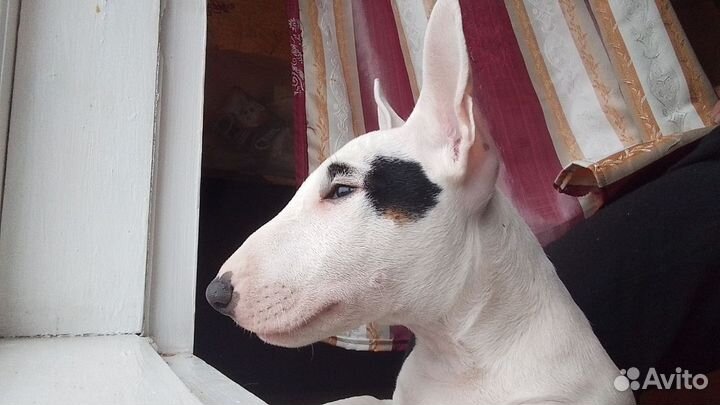 Бультерьер вязка