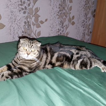 Шотландский вислоухий короткошёрстный котёнок