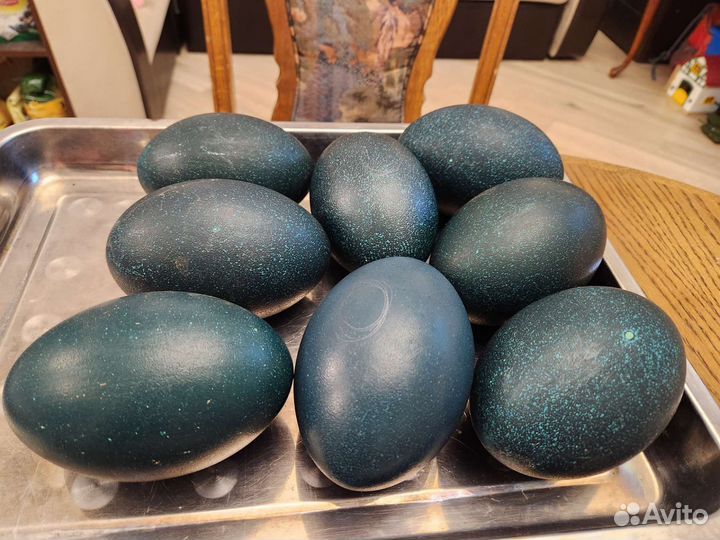 Яйцо страуса для поделок или сувенир