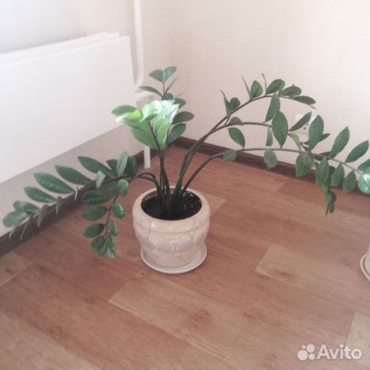 Замиокулькас