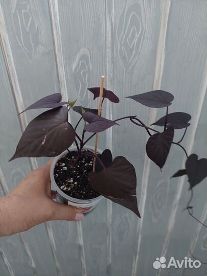 Ипомея батат