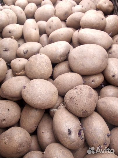 Семенной картофель