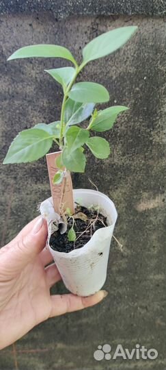 Форзиция Норзен сан