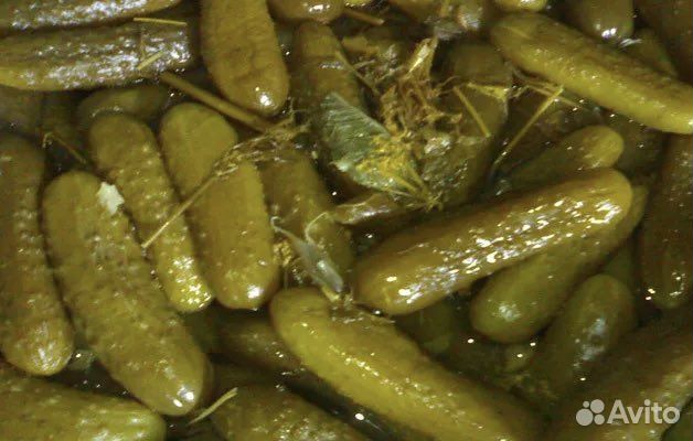 Огурец бочковой соленый