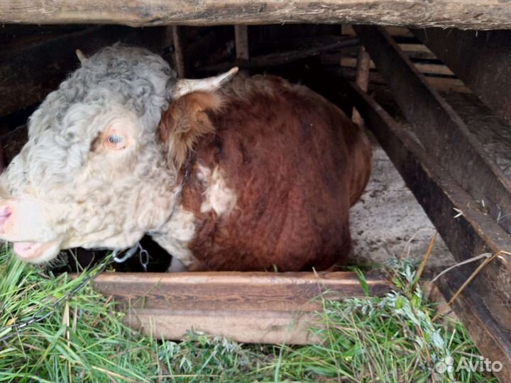 Бычки и быки на мясо племя