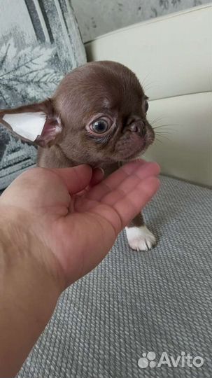 Шикарная курносая девочка