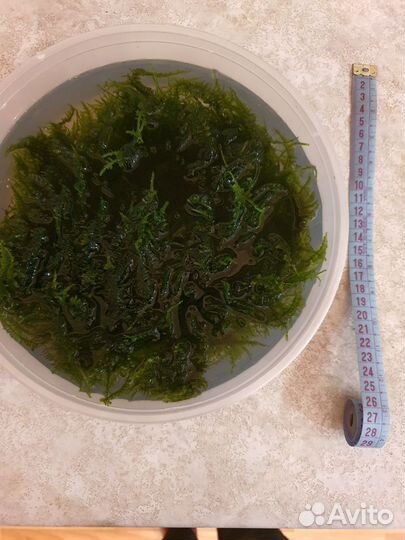 Водоросли для аквариума