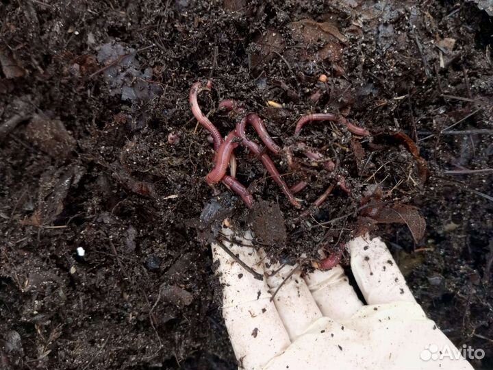 Червь Навозный. Маточная семья