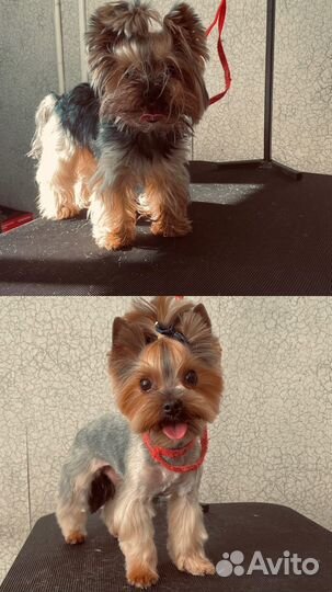 Стрижка кошек и собак