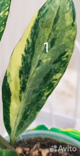 Замиокулькас вариегатный
