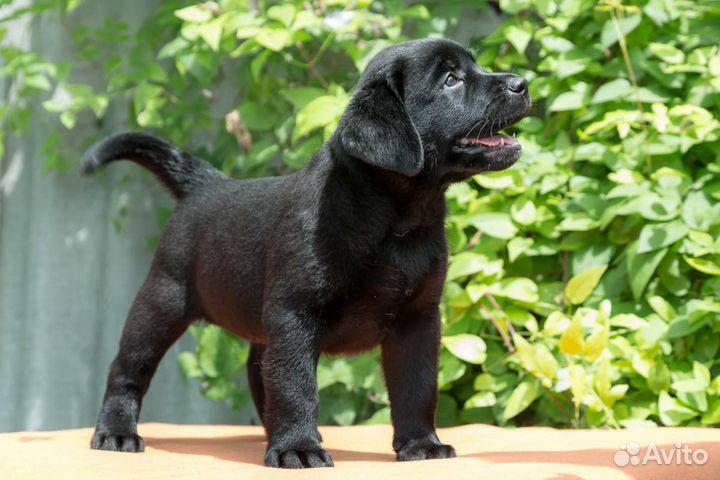 Щенки от Чемпионов