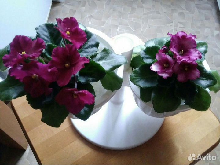 Кашпо для цветов и зелени