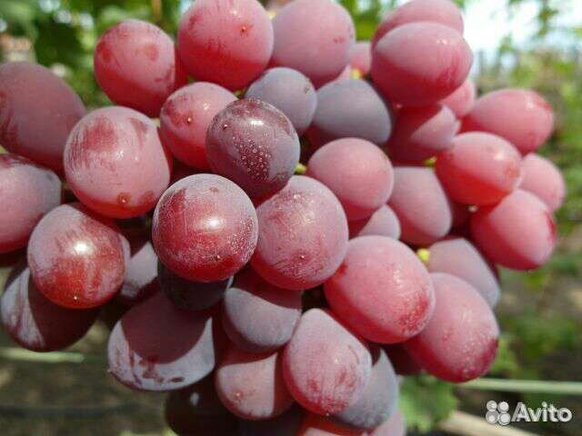 Саженцы и черенки винограда