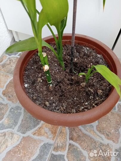 Диффенбахии, бамбук