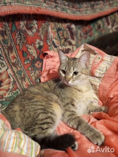 Кошечка, подросток, ответственному человеку