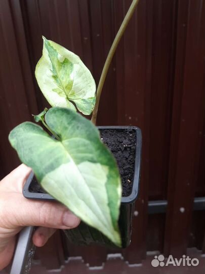 Сингониумы