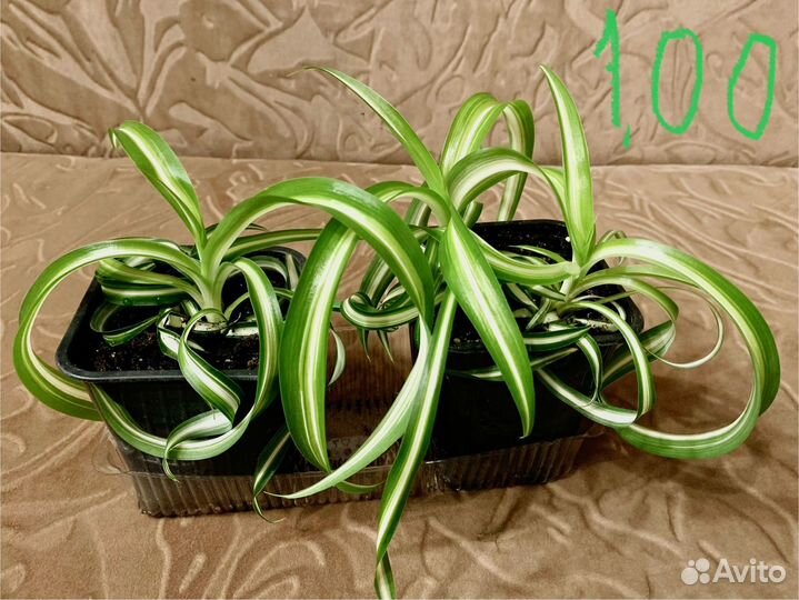 Хлорофитум кучерявый