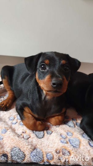 Щенки цвергпинчера