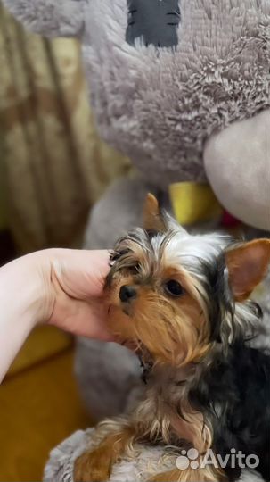 Мини мальчик йорка, РКФ док