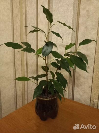 Фикус Бенджамина Даниель