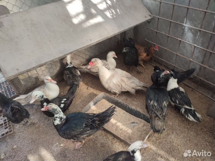 Утки индийский бегунок и индо утки