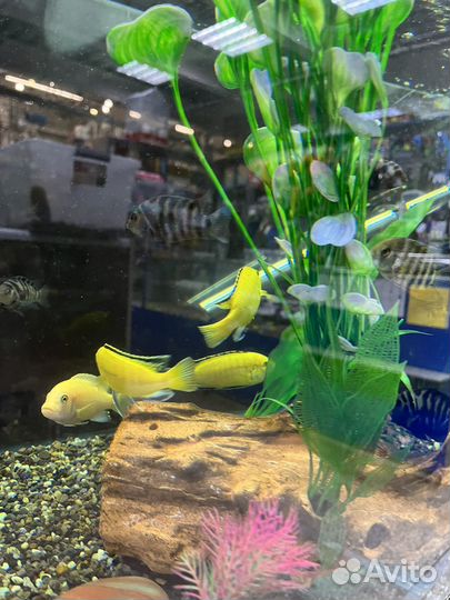 Аквариумные рыбки