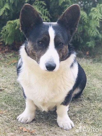 Кобель Вельш Корги Кардиган на вязку