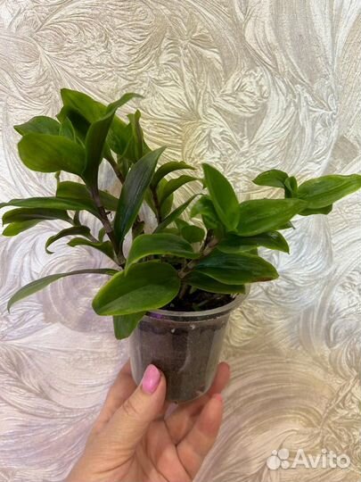 Традесканция