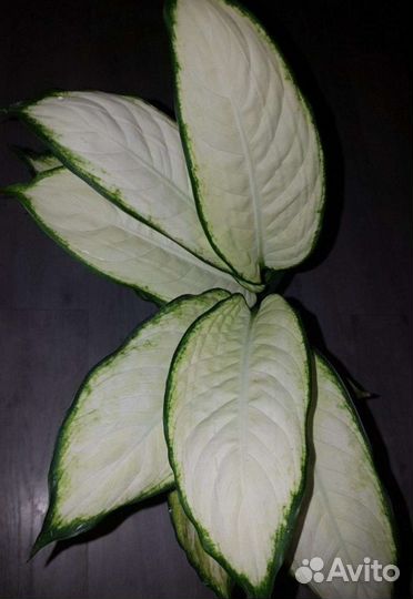 Диффенбахия камилла