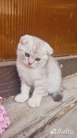 Шотландские котята, вислоухие и манчкин