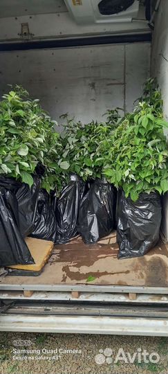 Саженцы малины