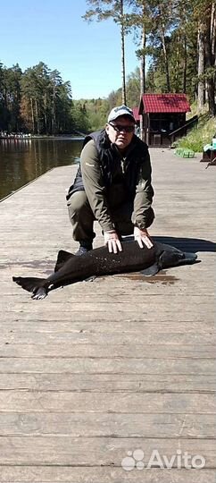 Готовый монтаж на осетра для платных водоёмов