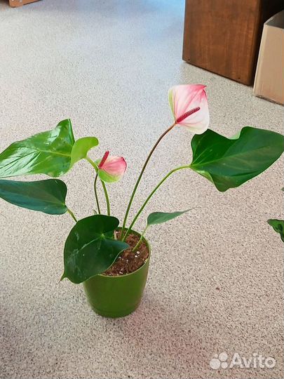 Антуриум Мистик