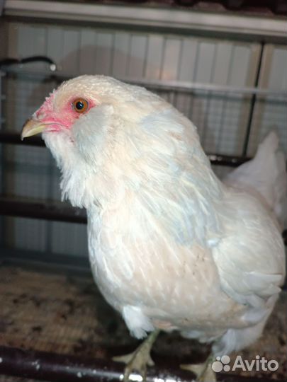 Амерауканы