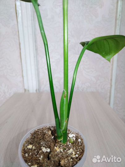 Эпипремнум, сциндапсус