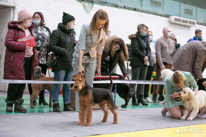 Услуги хендлера