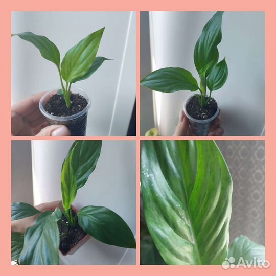 Спатифиллумы