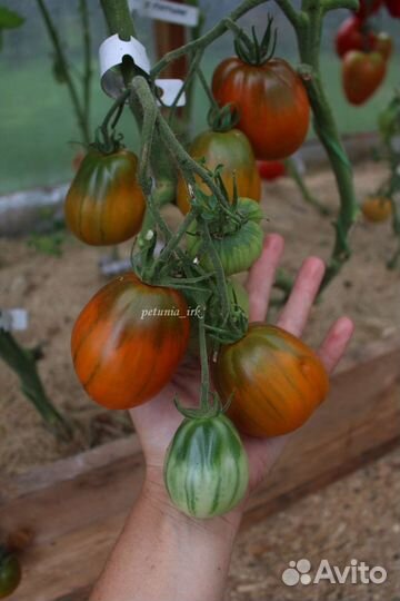 Семена томата JR13 Охровая груша