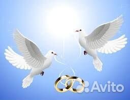 Голуби