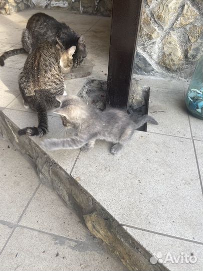 Котята в добрые руки бесплатно