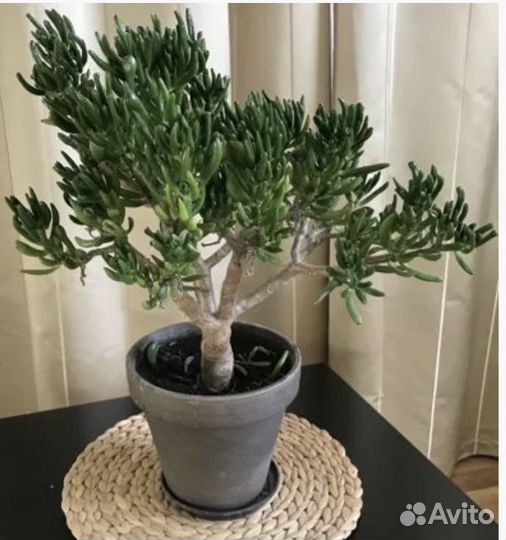 Крассула хоббит