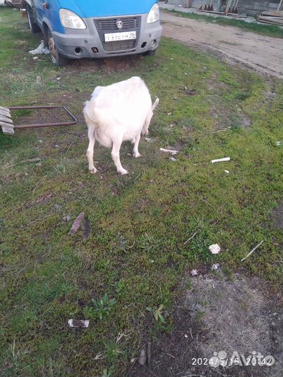 Продам козье молоко