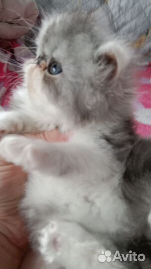 Персидские котята