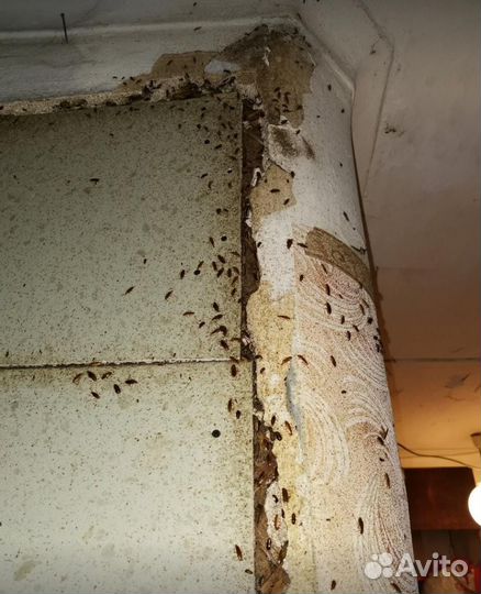 Уничтожение любых насекомых.Клопы, тараканы, блохи