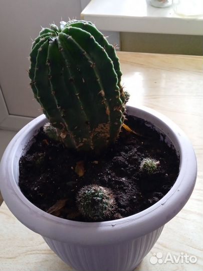 Отдам бесплатно вместе с кашпо Кактус